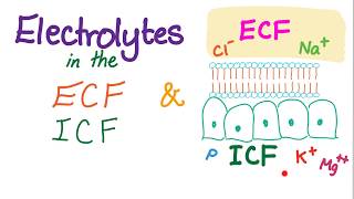 Electrolytes in the ECF and ICF  Sodium Potassium Chloride Calcium HCO3  Homeostasis [upl. by Brewster]