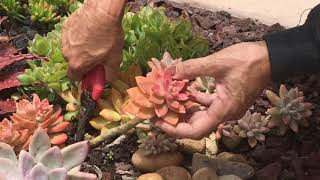 How to Prune Your Succulents [upl. by Ming]