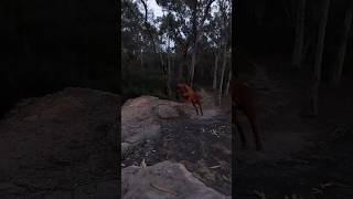 Loki sprints up an Aussie bush trail 😊 slow motion ridgeback dog australia [upl. by La Verne]