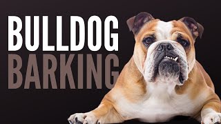 Bulldog Barking Is Actually Scary [upl. by Aicelaf285]