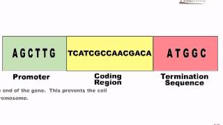 Gene modification [upl. by Prudie]