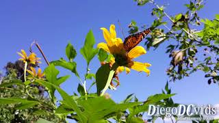 Danaus erippus  Southern Monarch Butterfly Danainae  Danaina [upl. by Suk]