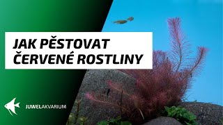 Jak pěstovat červené akvarijní rostliny [upl. by Adiuqram]