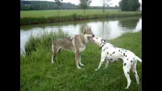 chienloup tchécoslovaque et dalmatien [upl. by Solana506]