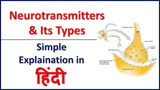 Neurotransmitter and Its Types Simple explaination in hindi  Bhushan Science [upl. by Ilbert]