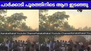 പാർക്കാടി പൂരത്തിനിടയിൽ ആന ഇടഞ്ഞു  Elephant attack in kerala  Parkkadi pooram 2024 [upl. by Nevyar]