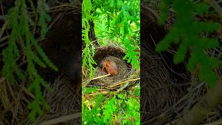 Cute Baby American Robin Relaxing in the Nest 🐣❤️ HD [upl. by Alton]