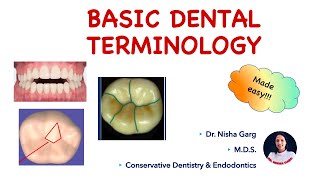 BASIC DENTAL TERMINOLOGY  PART 2  MADE EASY [upl. by Forlini113]