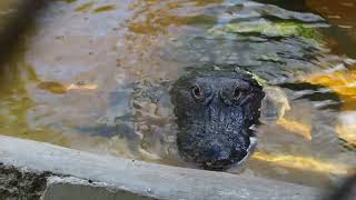 Meet the alligators of Florida [upl. by Ysset848]