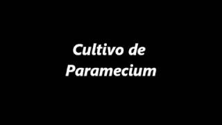 Cultivo de Paramecium infusorios [upl. by Dyol646]