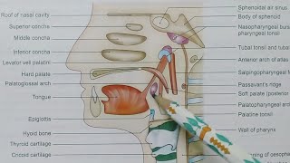 PALATINE TONSIL ANATOMYNOTESBDCHAURASIAHEADNECK AND BRAIN ANATOMY [upl. by Kcin]