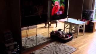 Pugs barking at TV [upl. by Chasse]