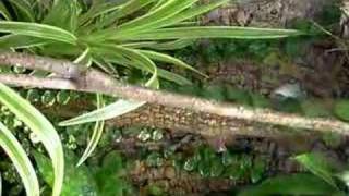 Anolis mmarmoratus in terrarium [upl. by Aciram]