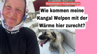 Wie kommen meine Kangal Hunde mit der wahnsinnigen Hitze hier zurecht Türkei 20 Juli 2024 [upl. by Alyar]