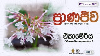 ඒකාවේරිය  Rauvolfia serpentina  ප්‍රාණජිව  දේශීය ඔසු පැළ හදුනා ගනිමු [upl. by Eno770]