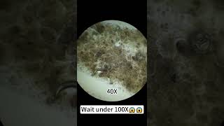 quotDog saliva magnified 400X is so coolquotunderthemicroscope [upl. by Gromme262]