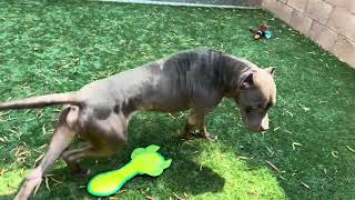 RIP😢💔🌈 🆘Past deadline🆘 Miles A536539 pibble adoptme morenovalley pitbull urgentdog [upl. by Helfand216]