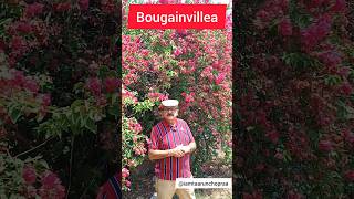 The Bougainvillea  Your GoTo Perennial for Easy Growth and Abundant Flowers bougainvillea [upl. by Anial988]