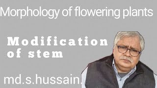 Modification of stem modified stem  Morphology of flowering plants11thNCERT [upl. by Llevart587]