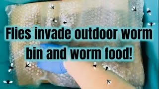 Fly invasion in worm bin and worm food [upl. by Hayikaz313]