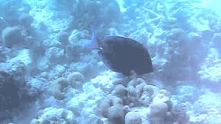 Acanthurus coeruleus  Blue tang surgeonfish [upl. by Marie-Jeanne]