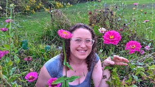 How To Save Zinnia Seeds For Next Years Garden [upl. by Ylenaj]