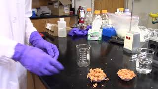 Extraction of Starch from Potatoes [upl. by Idnyl]