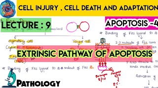 extrinsic pathway of apoptosis  cell injury  Robbins pathologyMbbsclasseswithASHISH [upl. by Noivaz768]