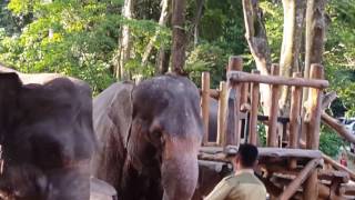 Gajah kawin di taman safari [upl. by Prevot104]