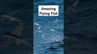 How Flying Fish Evolved to Escape Predators [upl. by Novyart408]