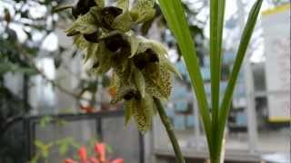 Popping pollen Catasetum sanguineum in action  THE HUNTINGTON [upl. by Hanschen99]