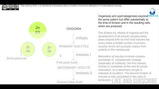 Oogenesis  Embryology amp Biology  Made easy with Animation [upl. by Birdella674]