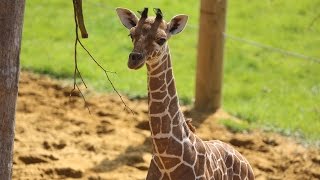 Baby giraffe gives its mum the run around [upl. by Siegel]