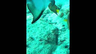 Queen Angelfish on sea bottom angelfish coralreef underwater queenangelfish seabottom [upl. by Llezo]