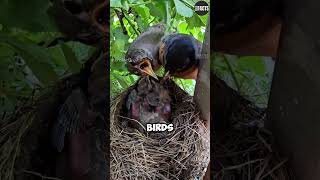 Why Do Birds Eat Their Chicks Feces [upl. by Wendy481]