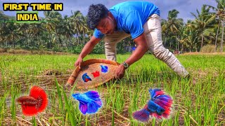 Catching betta fish in the wild 😮Tamil JENISH KJ [upl. by Kerrison]