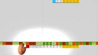 Sequencing DNA RNA Nucleics Acids Secuenciacion ADN acidos nucleicos [upl. by Hgielanna]