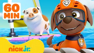 PAW Patrol  ¡Rescates y aventuras marinas de Zuma en PAW Patrol con Ryder 🐬 60 minutos  Nick Jr [upl. by Richmound]