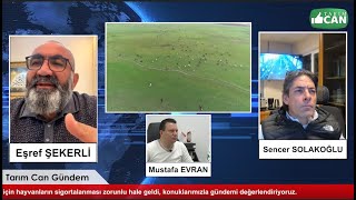 Düşen küpe ve Tarsim Sigorta Zorunluluğu [upl. by Retsev974]