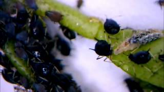 Aphid plant lice blackflies colony under microscope  Blattlauskolonie unterm Mikroskop [upl. by Rot]