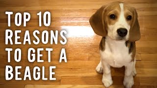 Top 10 Reasons To Get a Beagle [upl. by Alesandrini823]