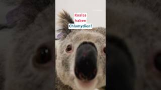 Australien Koalas bekommen Chlamydien [upl. by Atikel519]