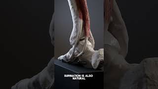 Foot pronation and supination pronation anatomy supination biomechanics medicalanimation [upl. by Ainesy]