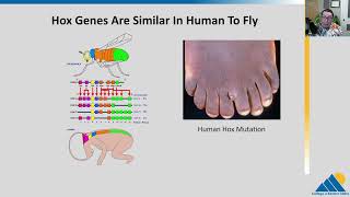 BIOL201 Ch164  Eukaryotic Transcriptional Gene Regulation [upl. by Maurits]