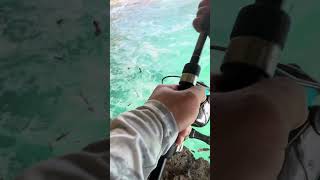 Surge wrasse fish anglerlife fishing fishingthrills fishingjourney fishspecies [upl. by Nnyw]