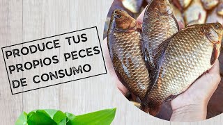 Produce tus propios peces de consumo [upl. by Trev]