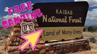 Camping for FREE in Kaibab National Forest [upl. by Ahsenrat]