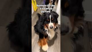 berners love to shake youtubeshorts dog funnydog funny pets dogshorts shorts fyp foryou [upl. by Nacnud]