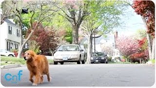 Walking a Dog With AR Drone  Hands Free Dog Walker [upl. by Reinke]