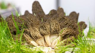 Part 1 Breaking Yield Records  Indoor Cultivated Morel Mushrooms Harvested in January 2023 [upl. by Ecnarepmet]